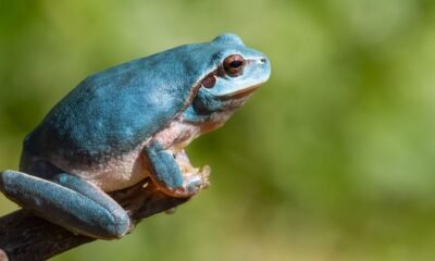 The Amazon Milk Frog