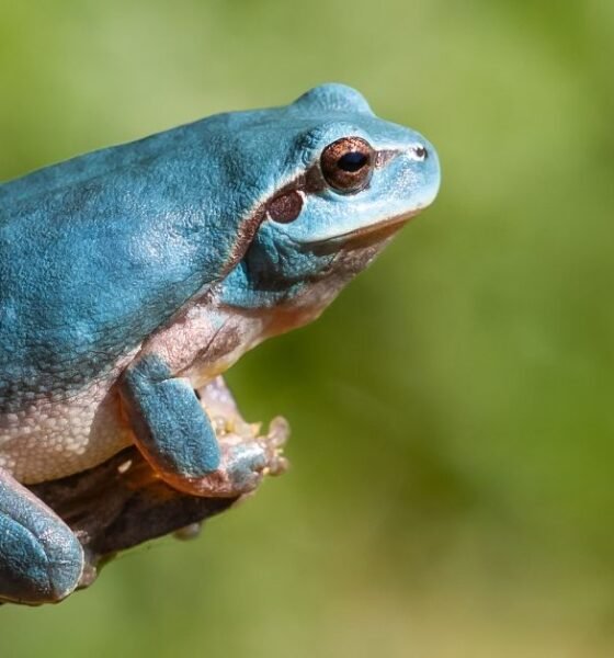 The Amazon Milk Frog