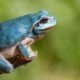 The Amazon Milk Frog